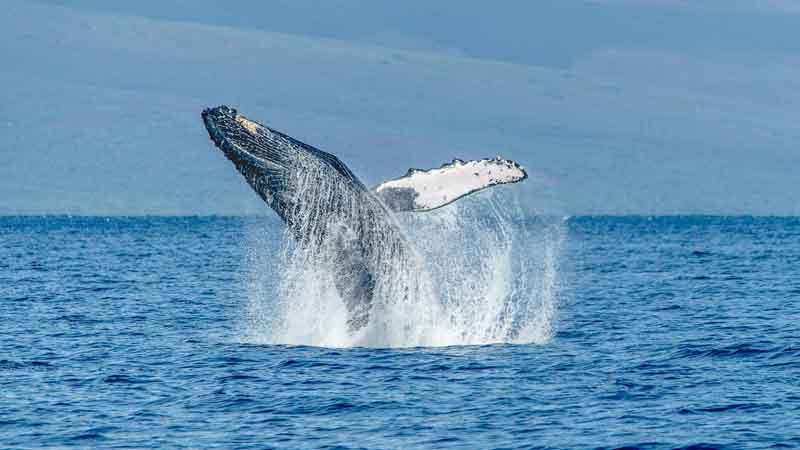 Join us for a truly unforgettable encounter with nature on an exclusive 3 Hour Whale Watching cruise in Hervey Bay.